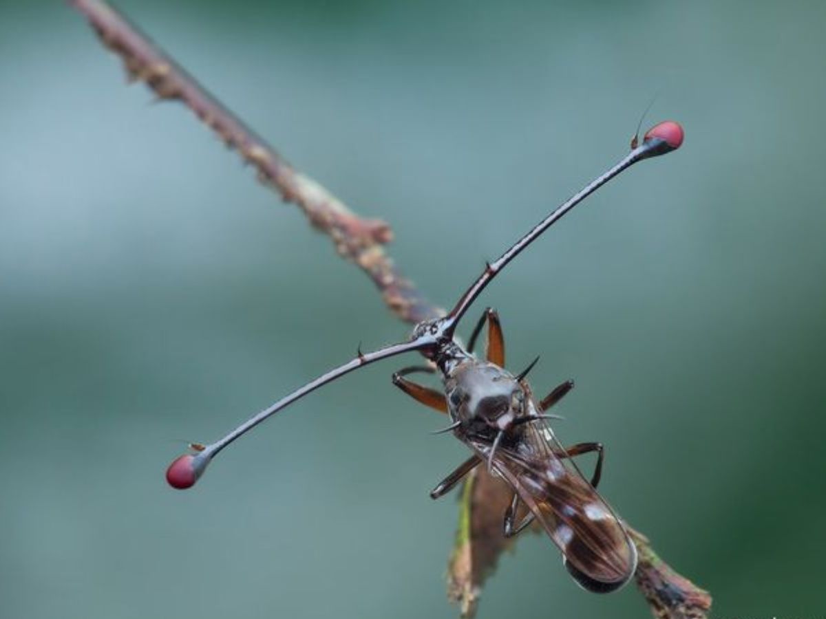 Stalk-Eyed Flies