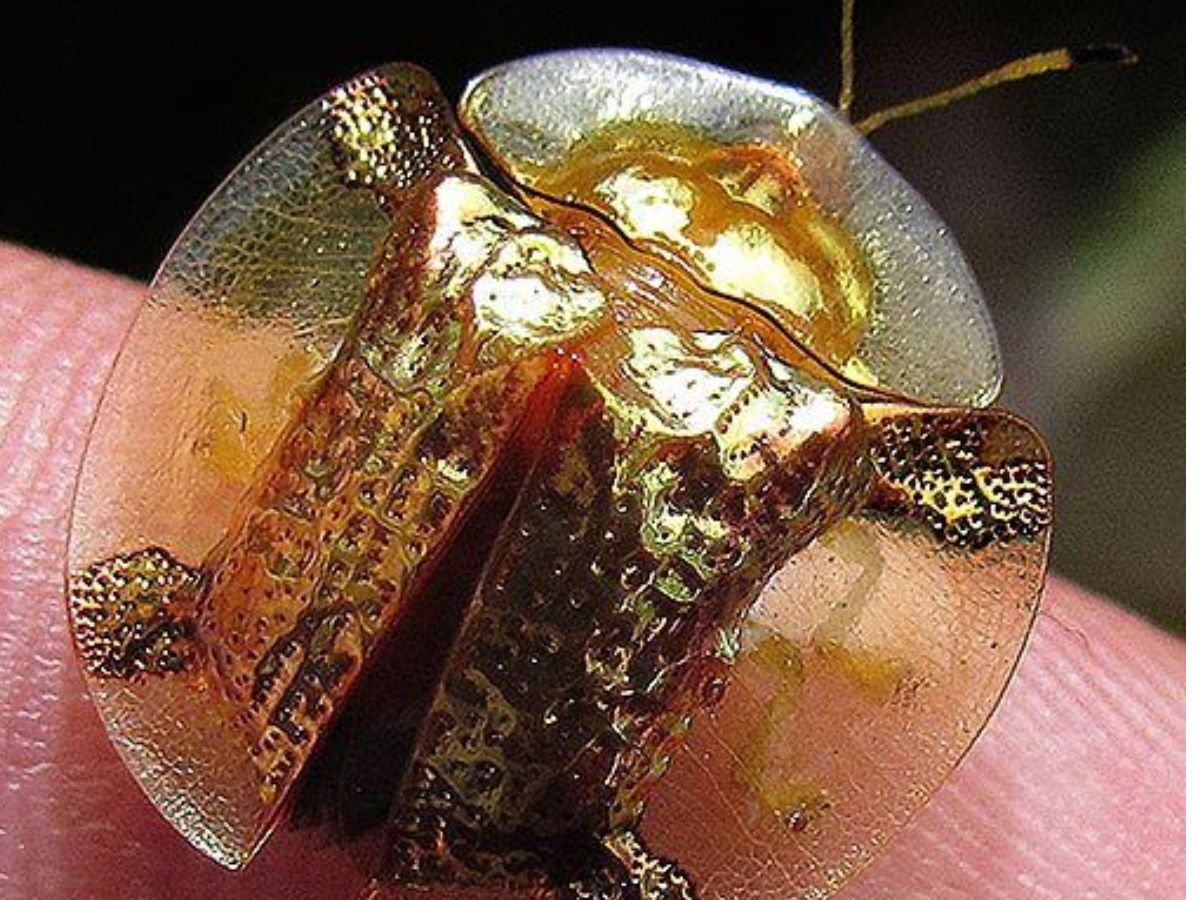 Golden Tortoise Beetle