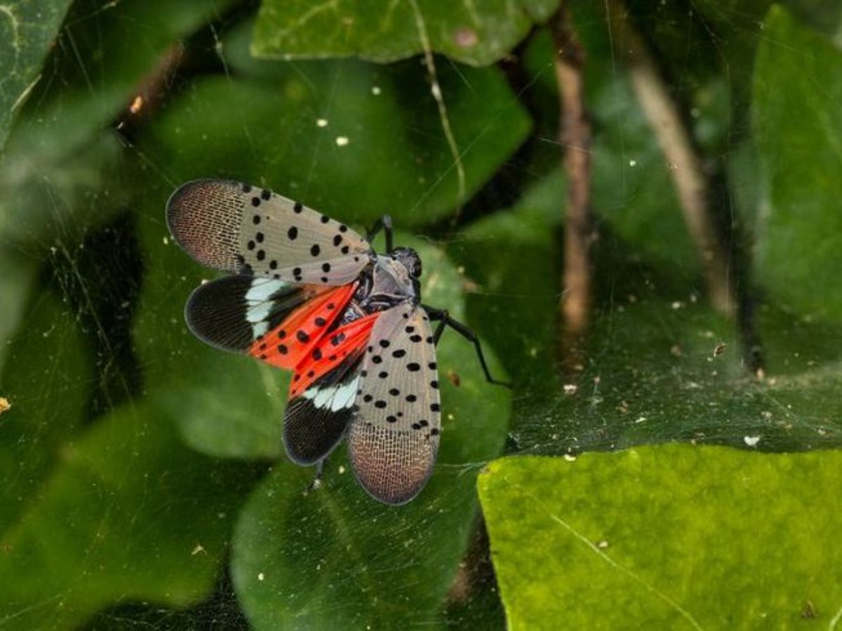 Lanternflies
