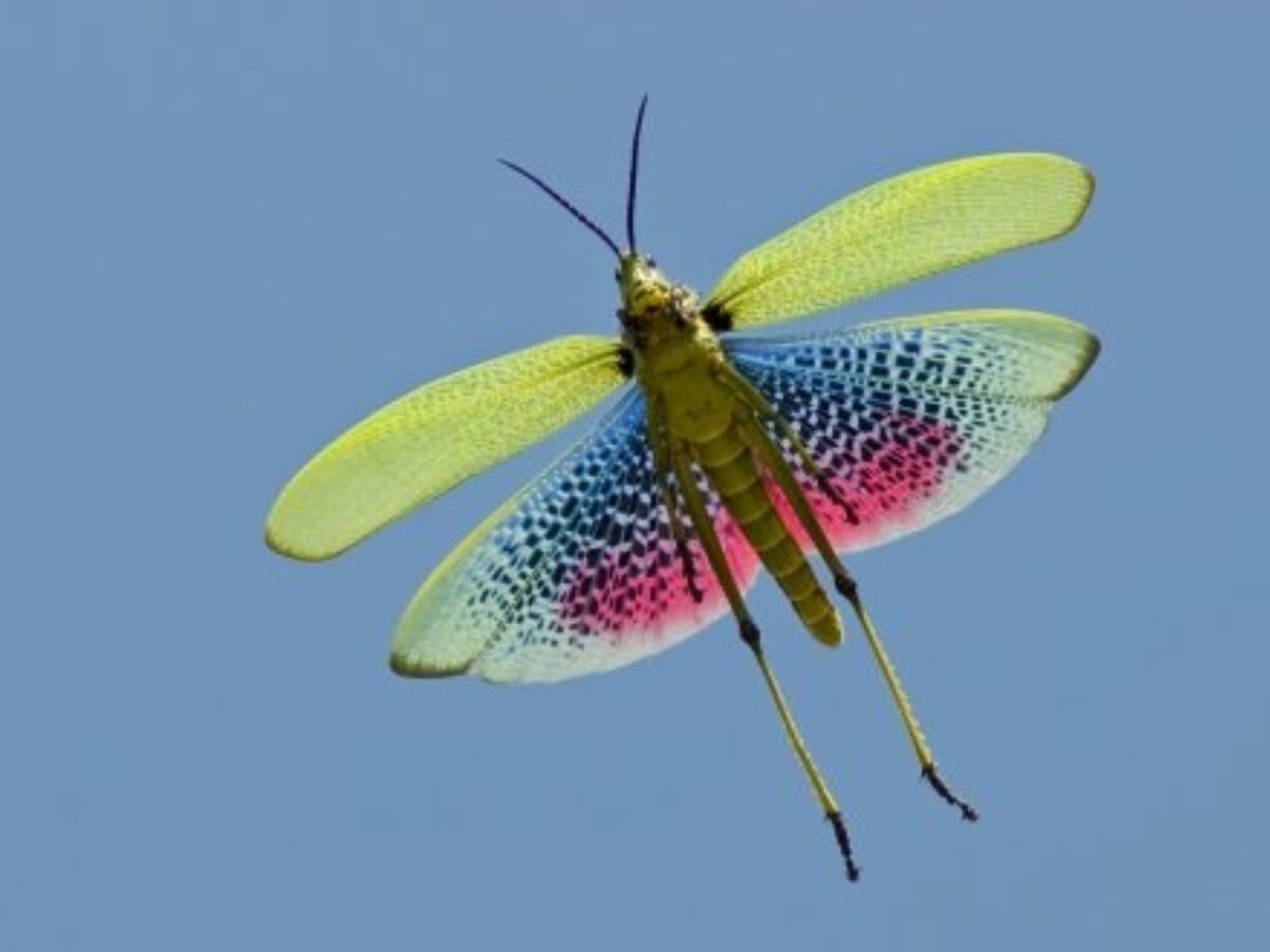 Green Milkweed Locust