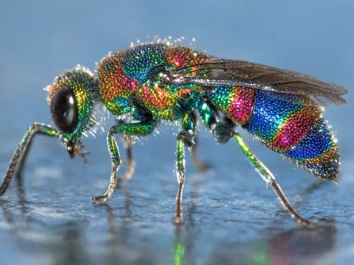 Cuckoo Wasp