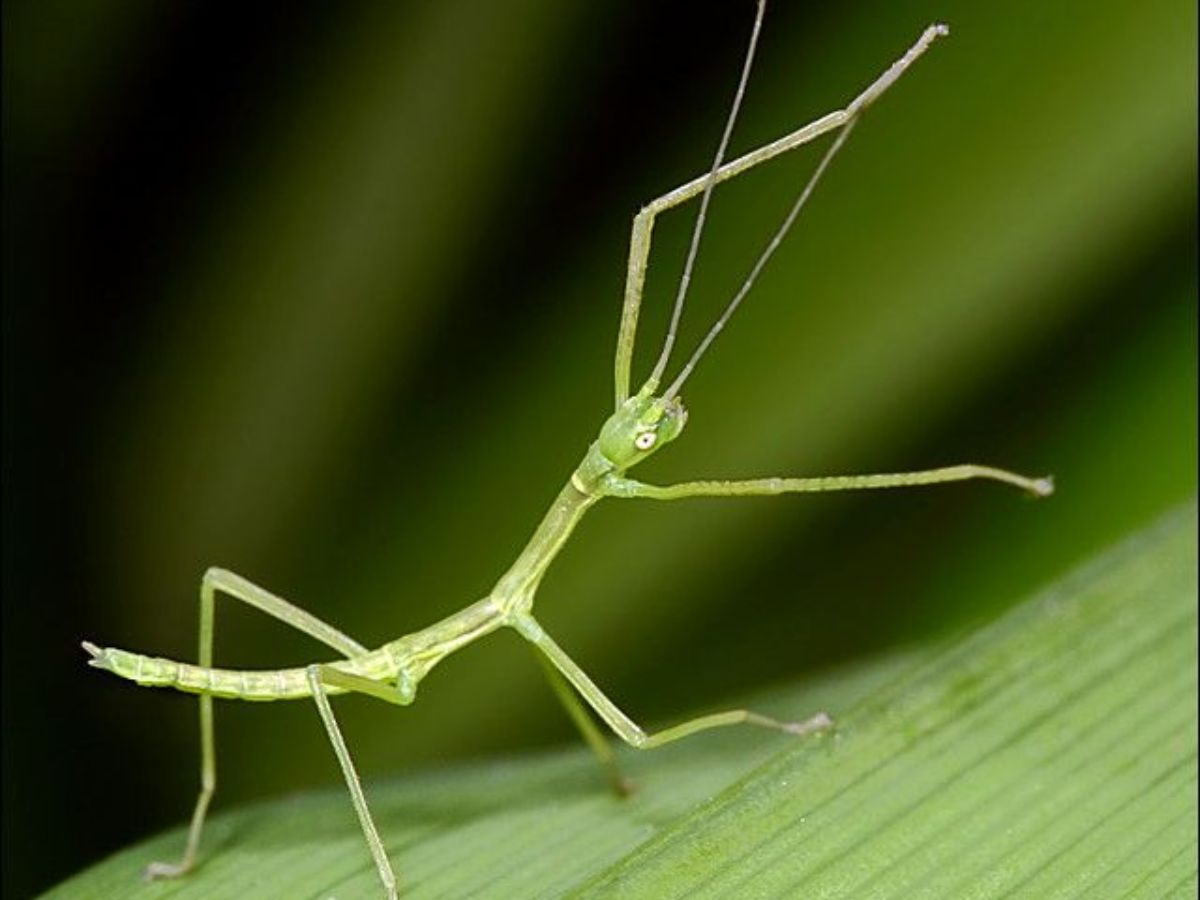 Stick Insects