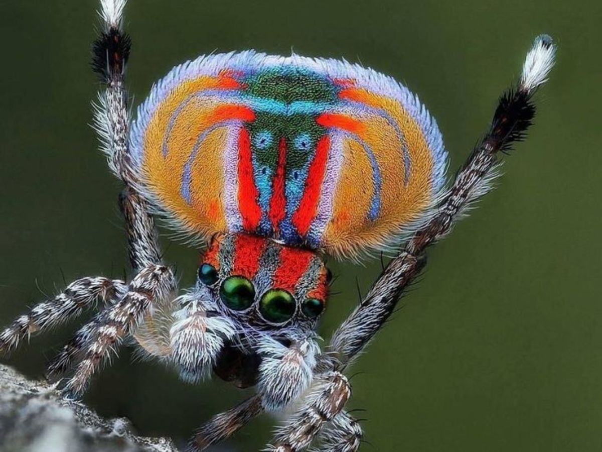 Peacock Spider