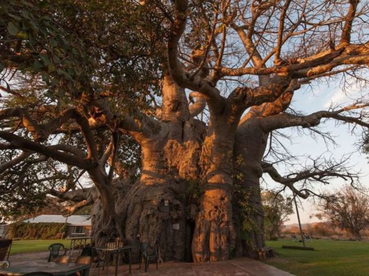 The Sunland Baobab, South Africa