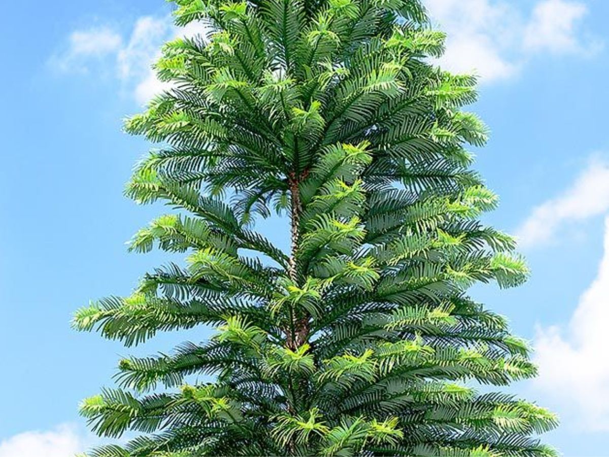 Wollemi Pine, Australia