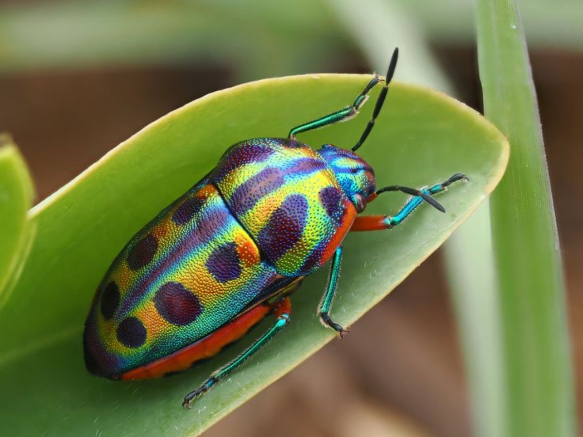 Rainbow Shield Bug