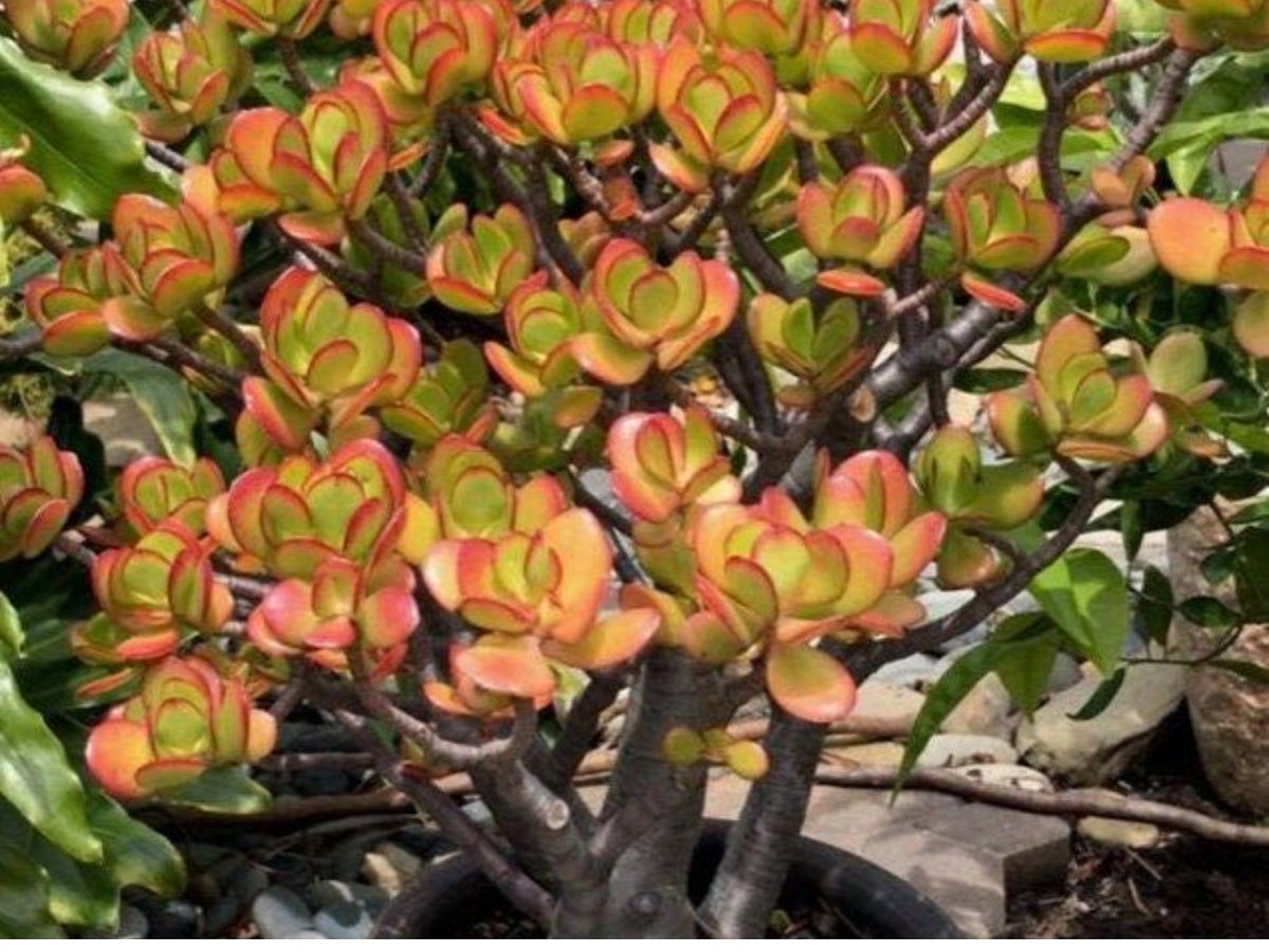 Red Tip Crassula