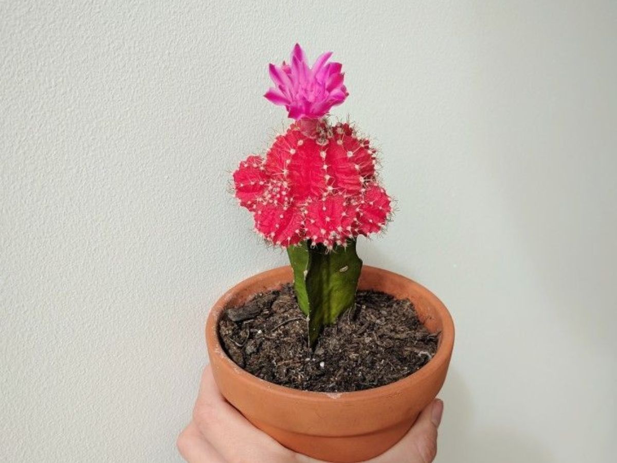 Moon Cactus
