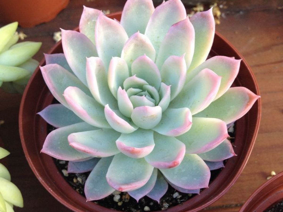 Echeveria