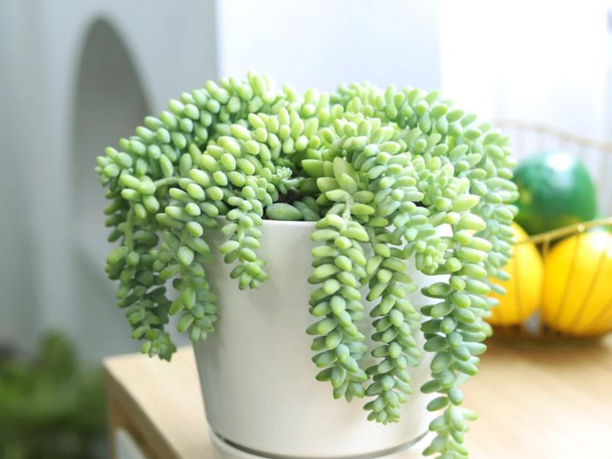 Donkey's Tail