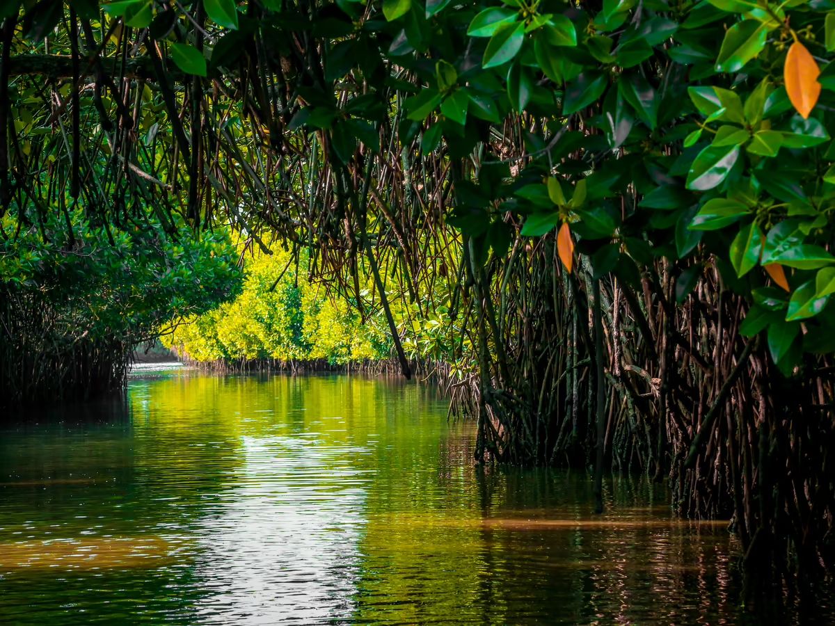 Pichavaram Mangrove Forest, Tamil Nadu