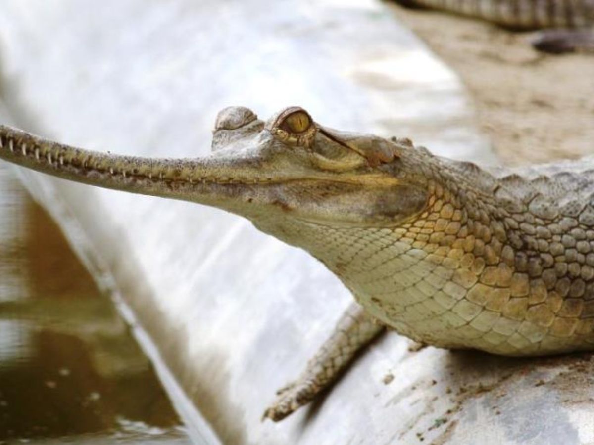 Kukrail Reserve Forest, Lucknow