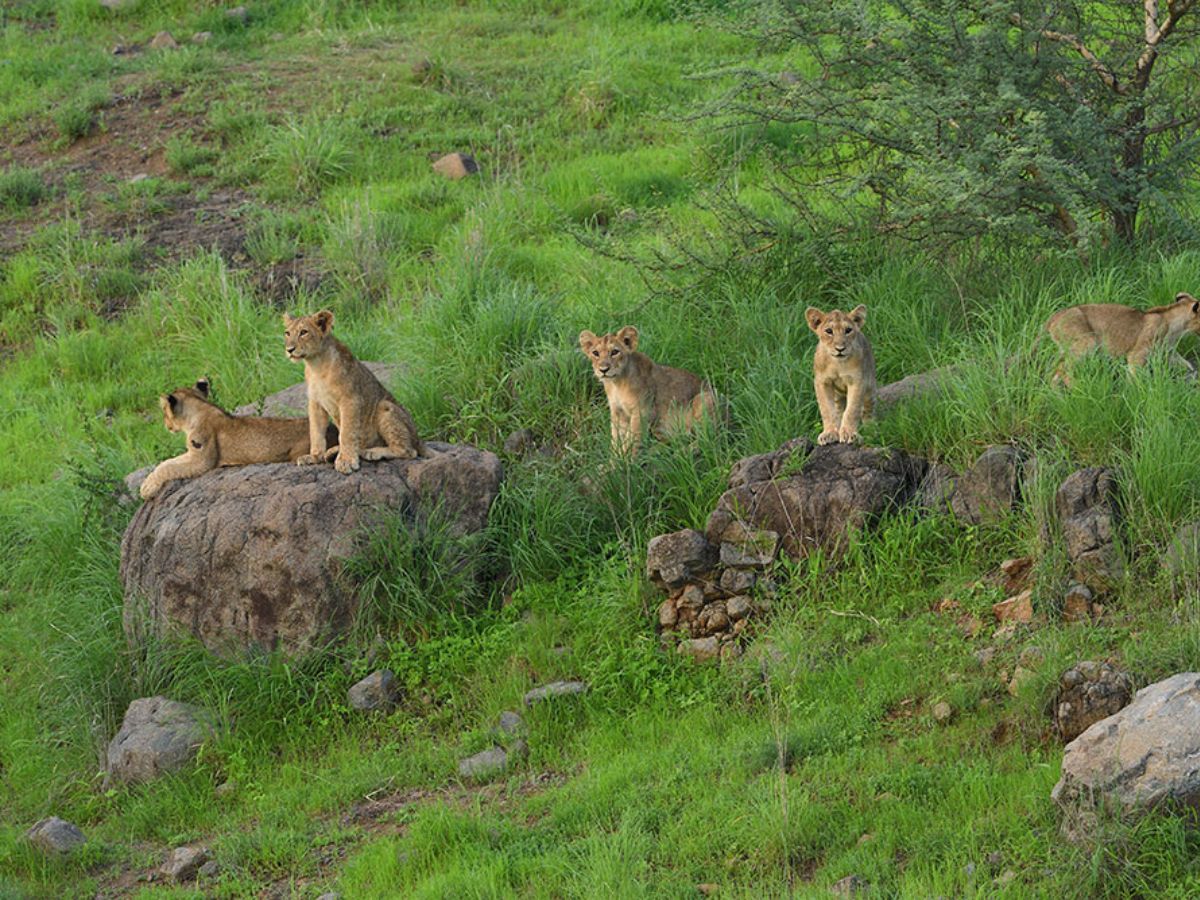 Gir National Park, Gujarat