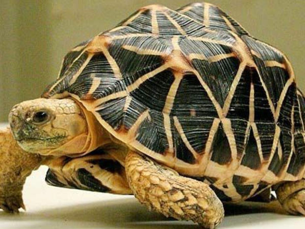 Indian Star Tortoise