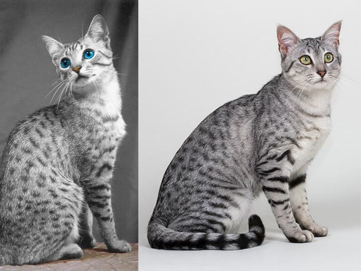 Egyptian Mau
