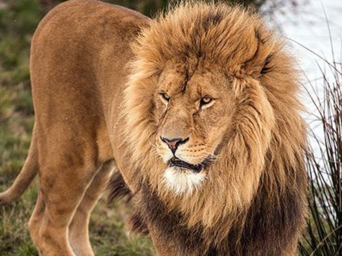 Lions are the only true social cats