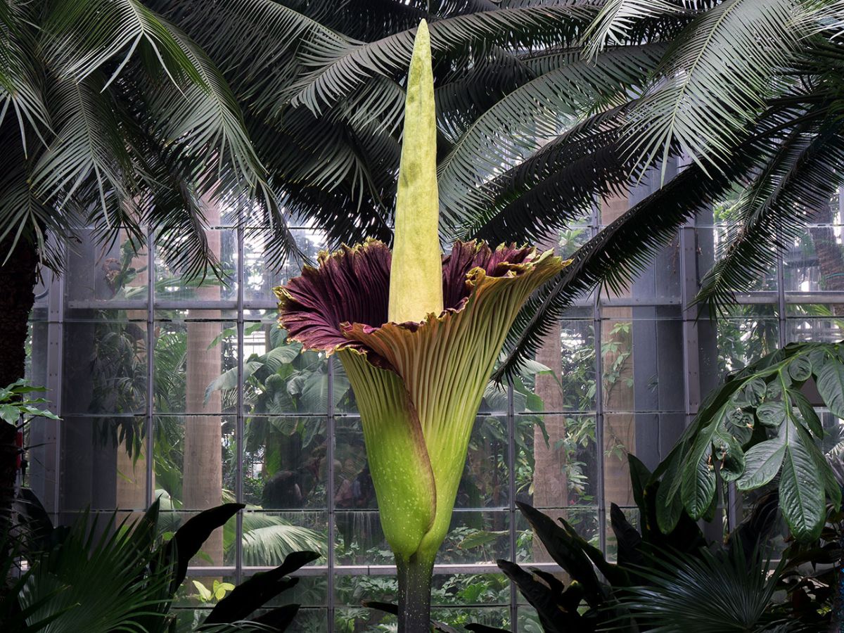 The Corpse Flower