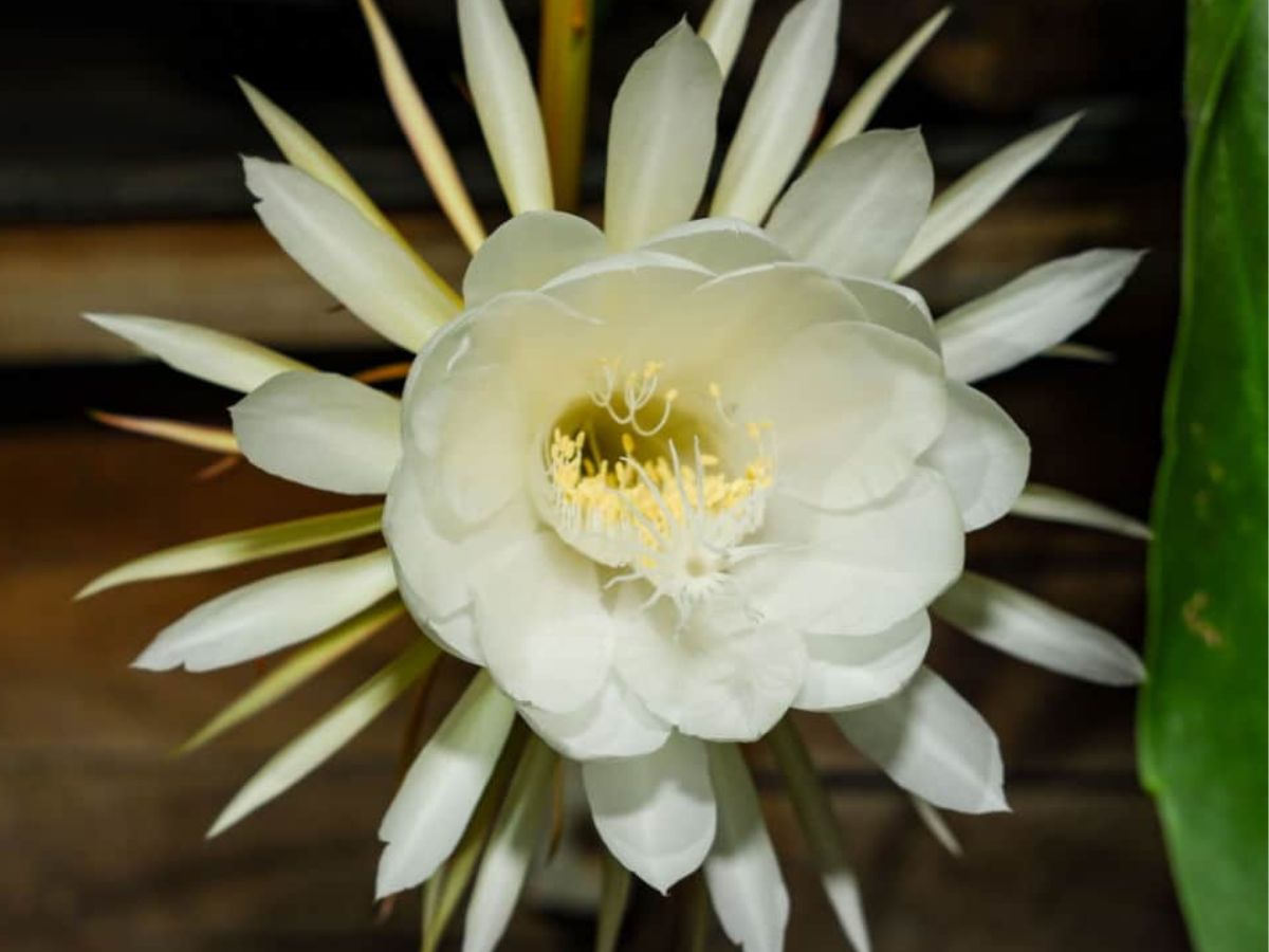 The queen of the Night