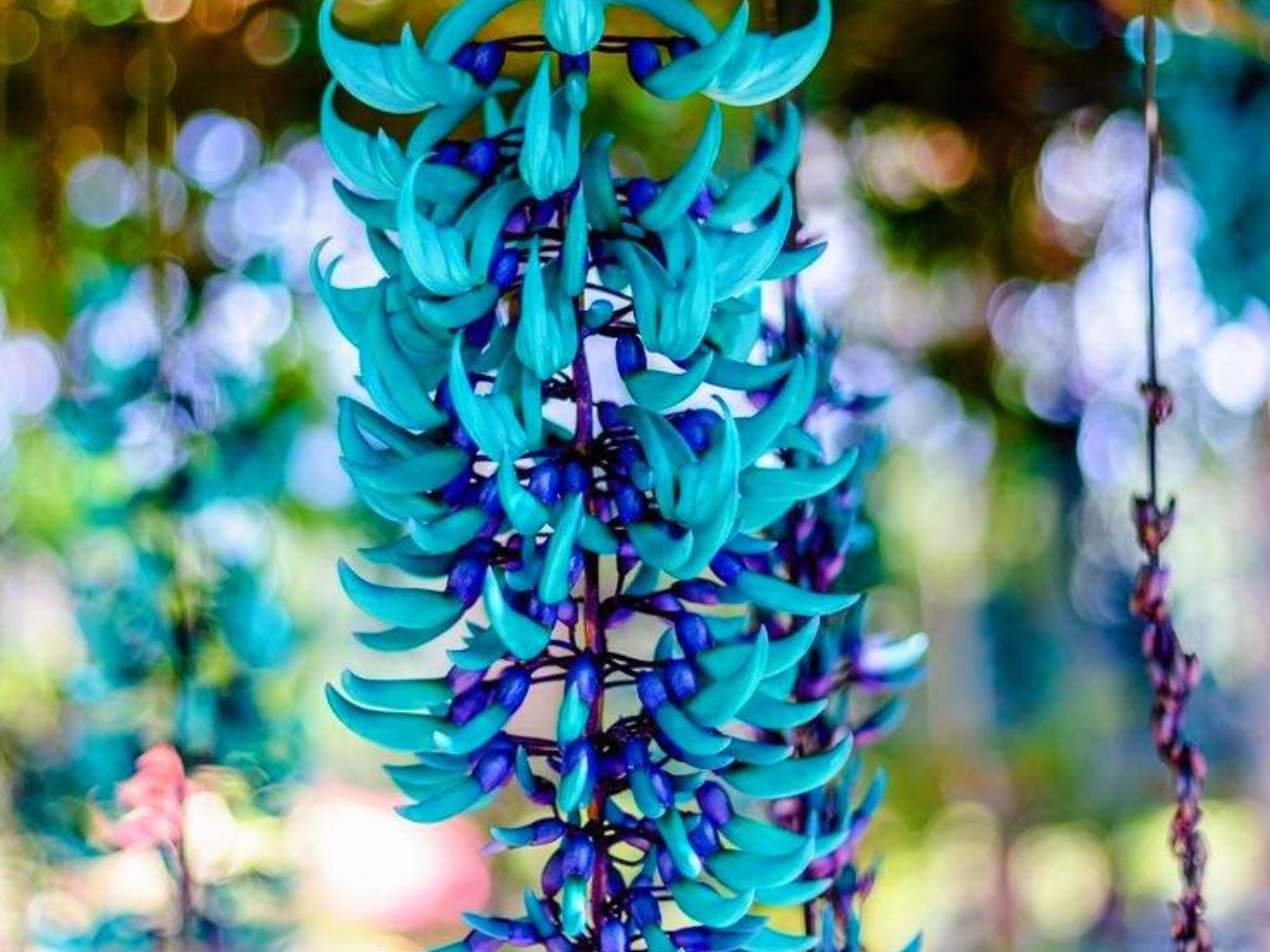 The Jade Vine