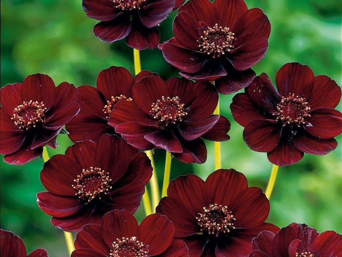 The Chocolate Cosmos