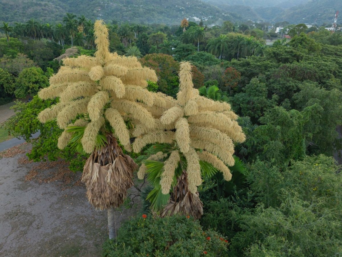 The Talipot Palm