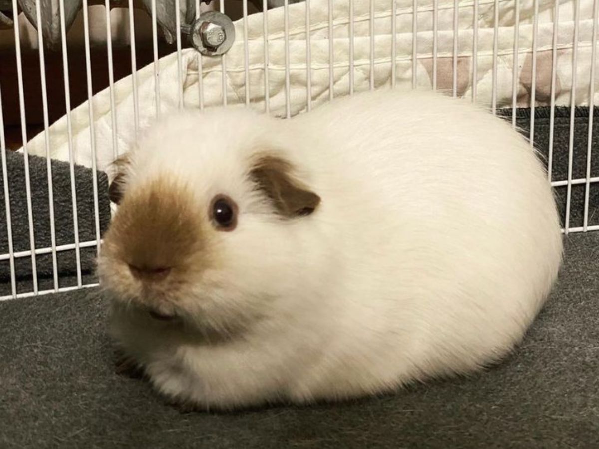 Guinea Pig