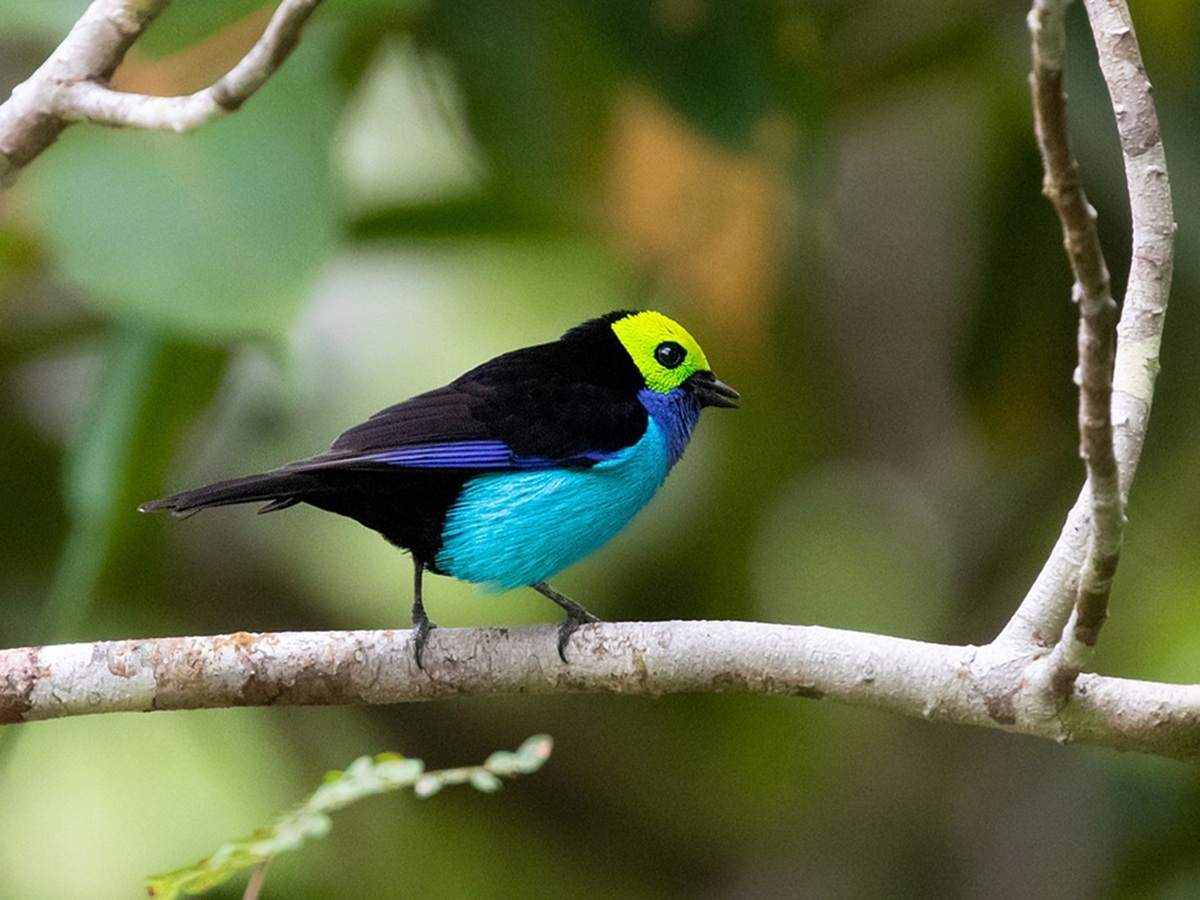 Paradise Tanager perched in rainforest foliage, displaying turquoise head, emerald wings, and fiery red belly