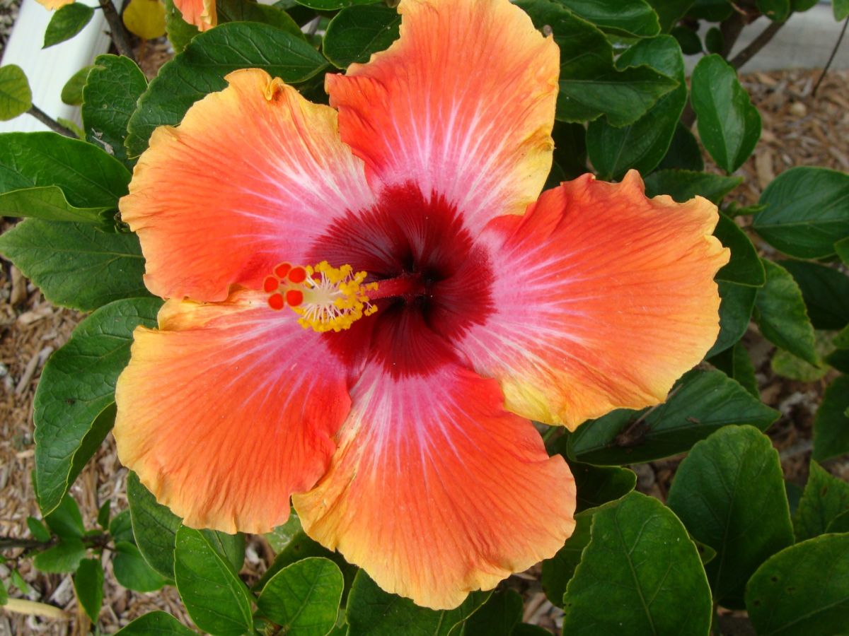 Hibiscus- The African rejuvenator