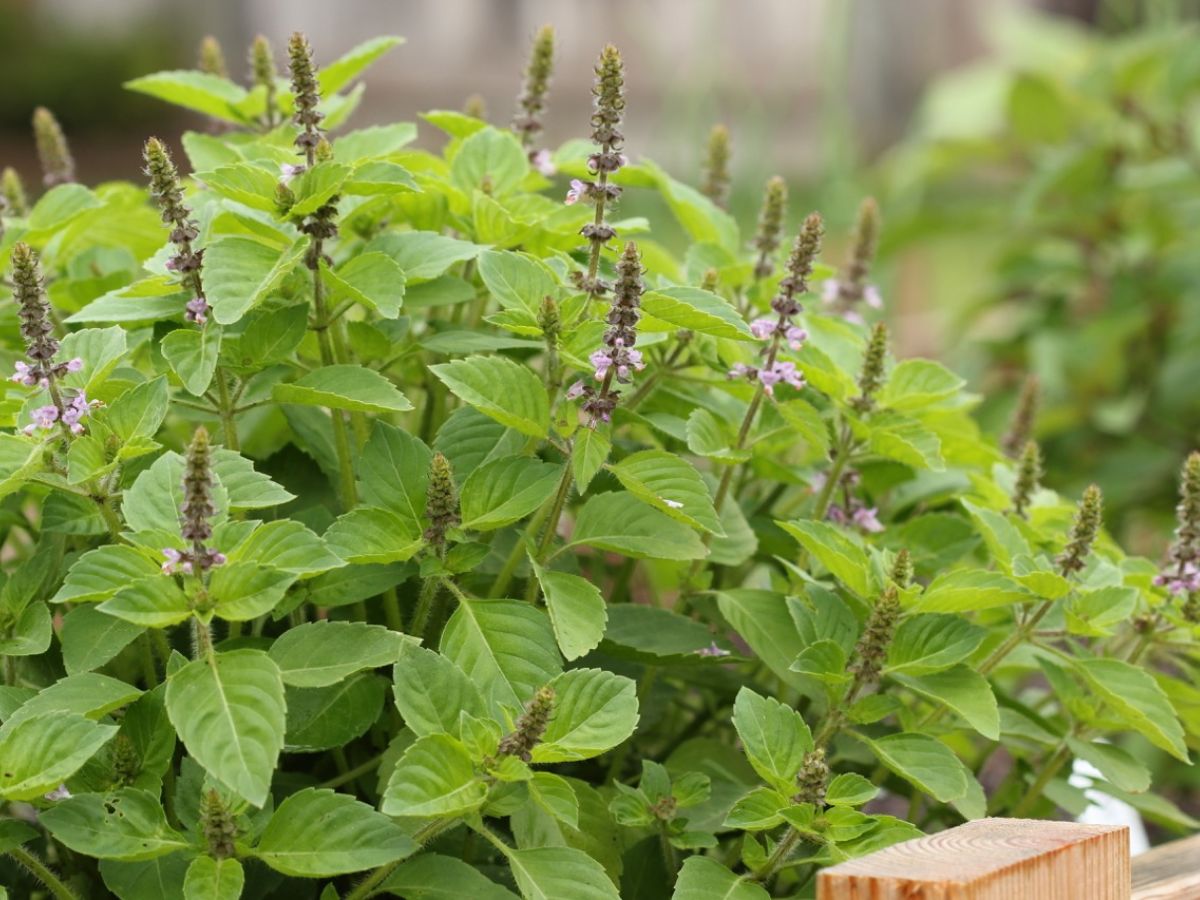 Tulsi (Holy Basil)- The sacred Herb of India