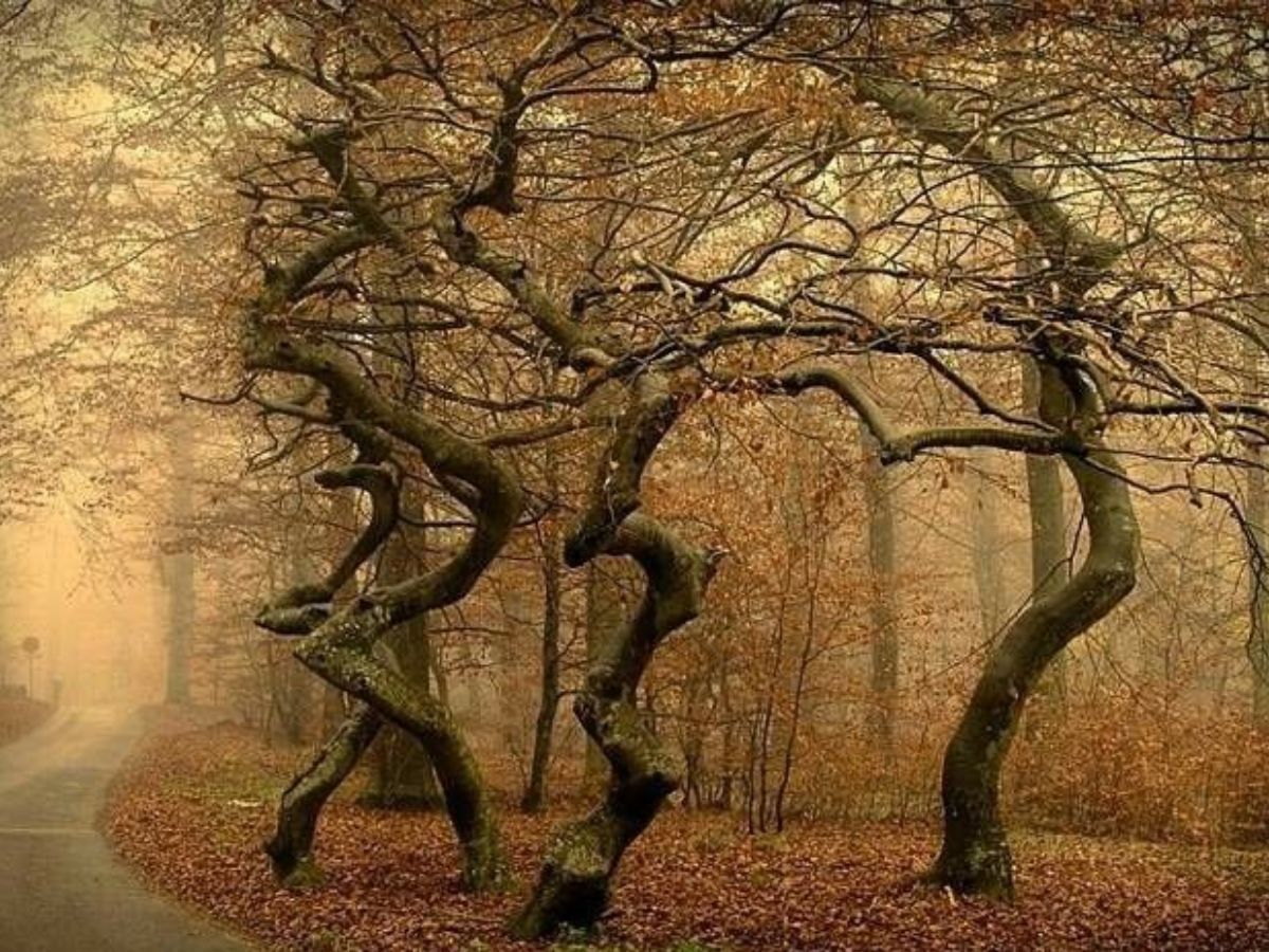 The Dancing Forest (Russia)