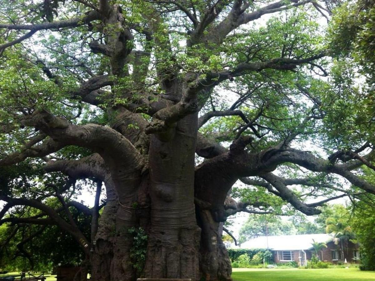 The Sunland Baobab (South Africa)