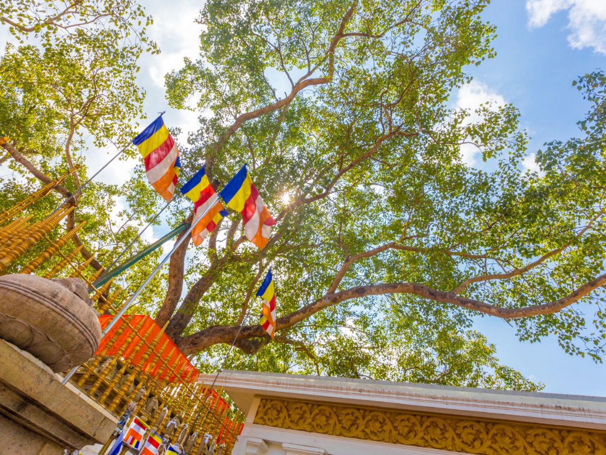 Jaya Sri Maha Bodhi (Sir Lanka)