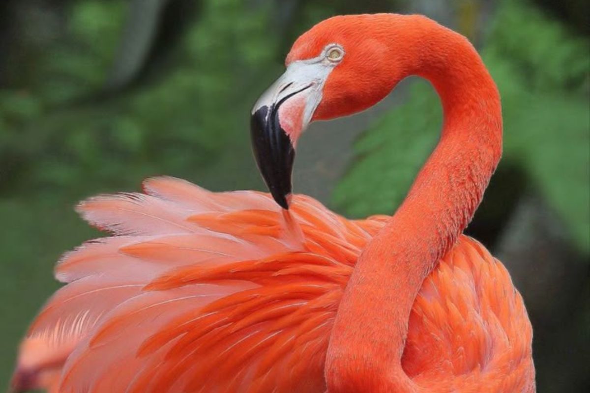 American Flamingo
