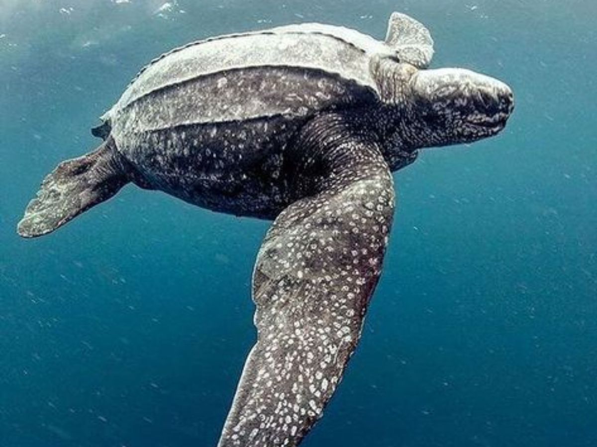 Leatherback turtle