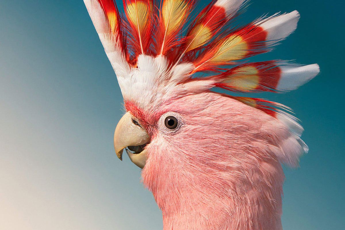 Major Mitchell's Cockatoo (Pink Cockatoo)