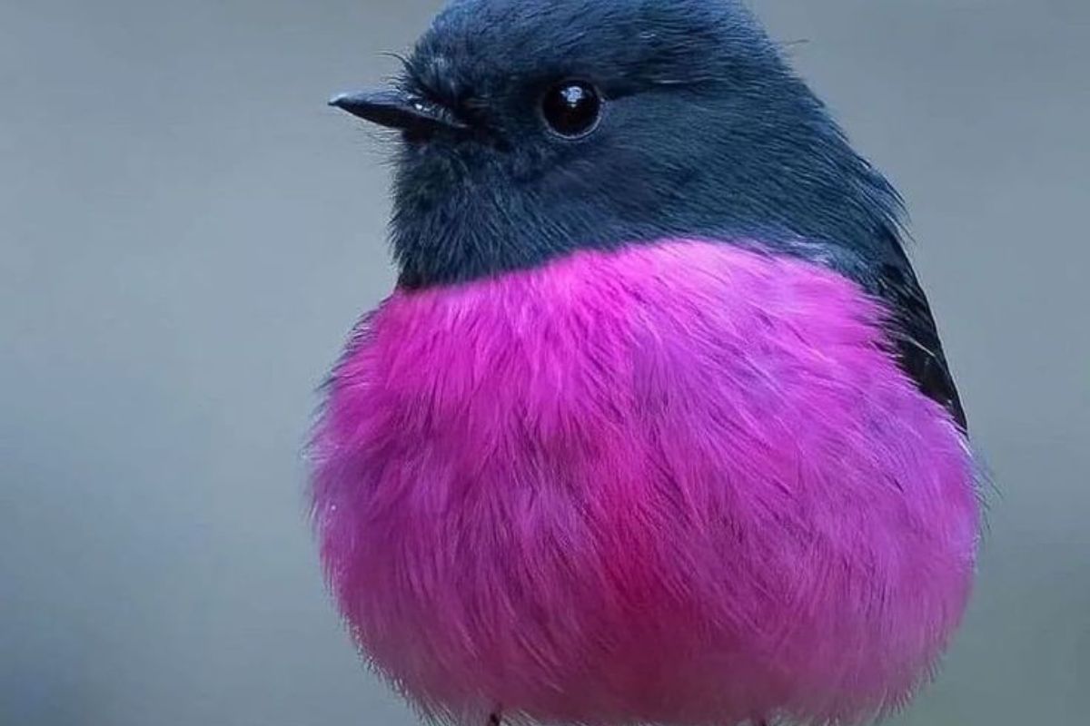 Pink Robin