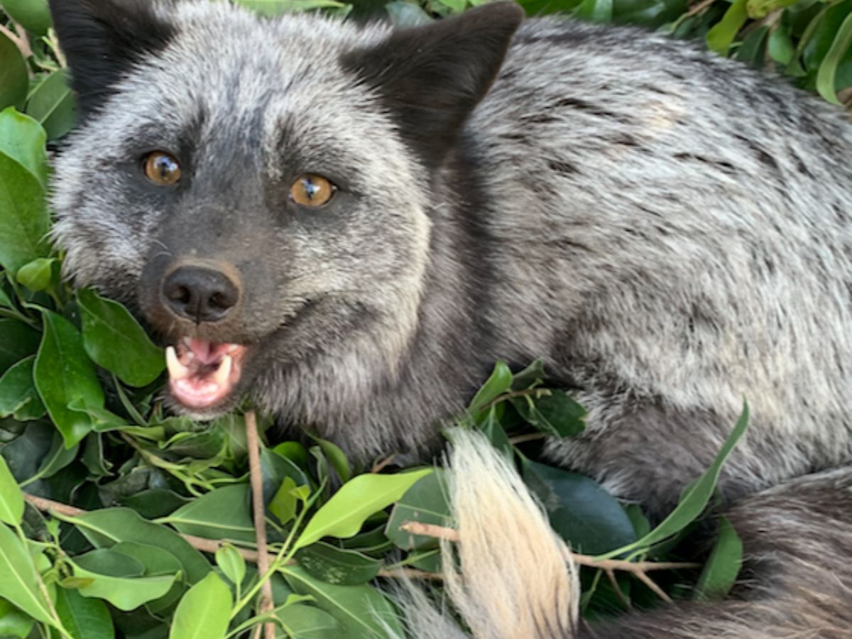 Melanistic fox
