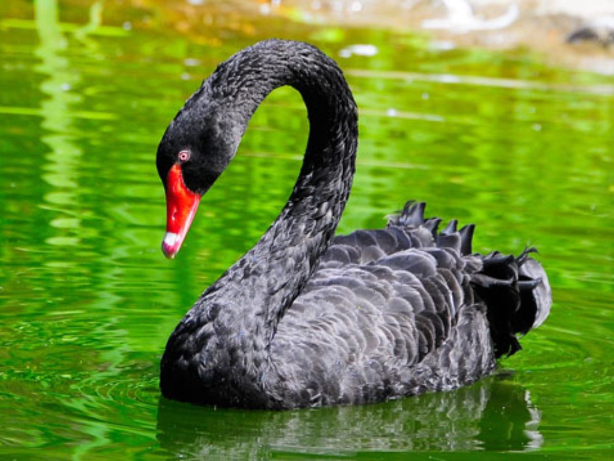 Black Swan