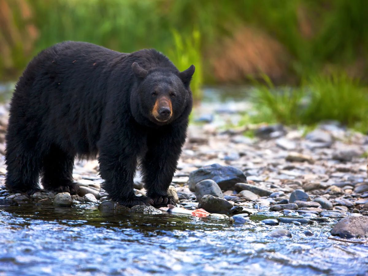American Black Bear
