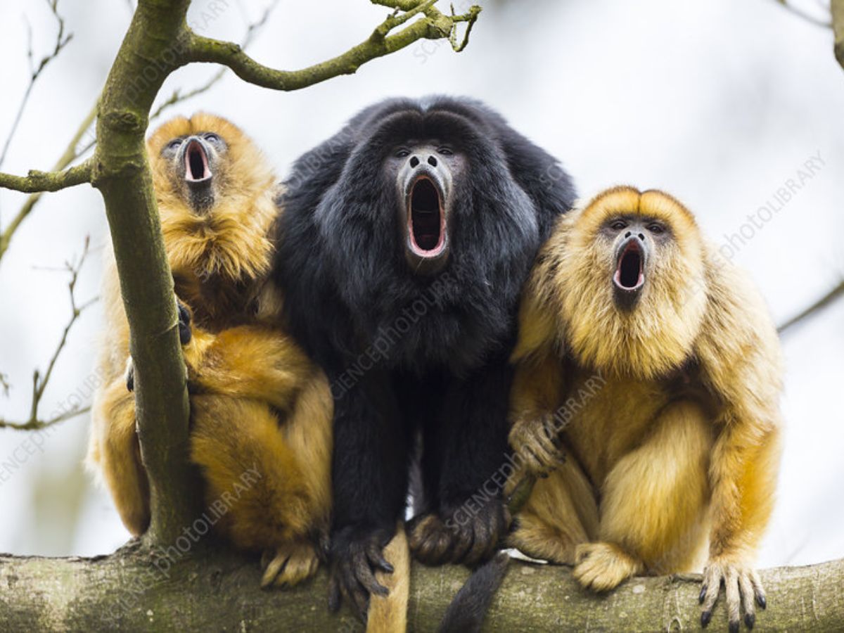 Black Howler Monkey