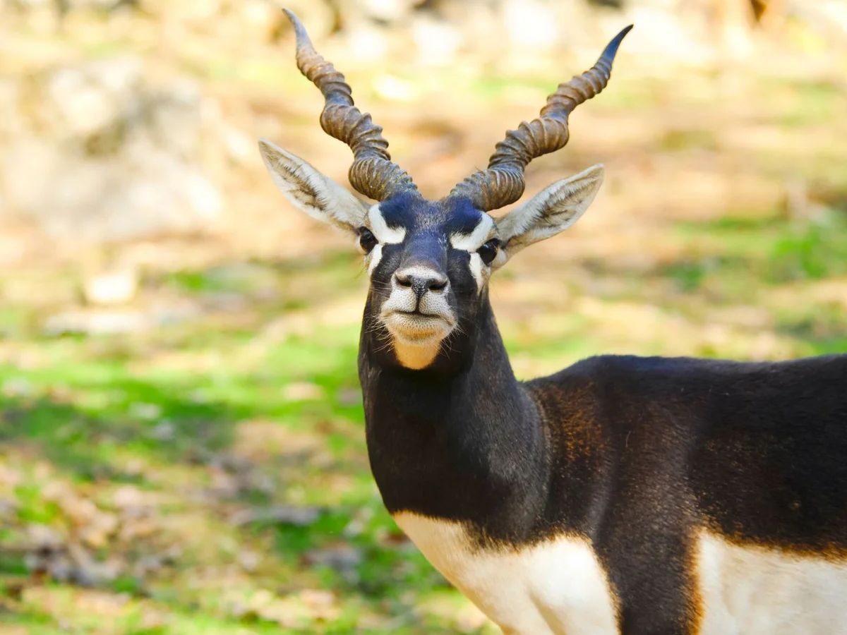 Blackbuck