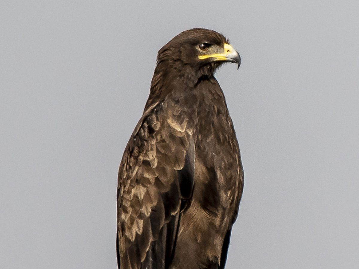 Indian Spotted Eagle