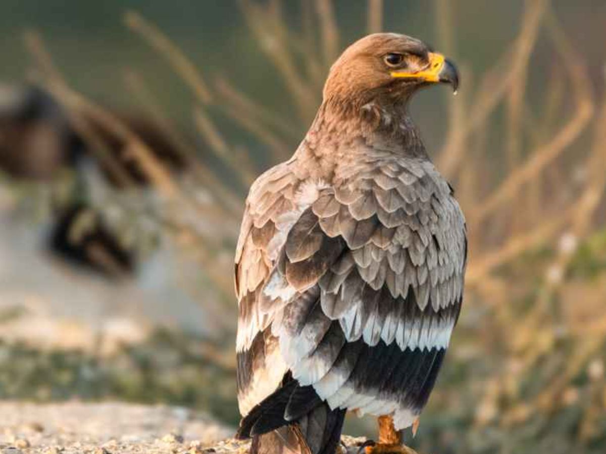 Steppe Eagle