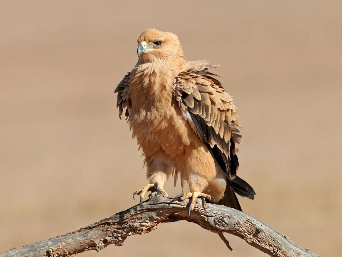 Tawny Eagle
