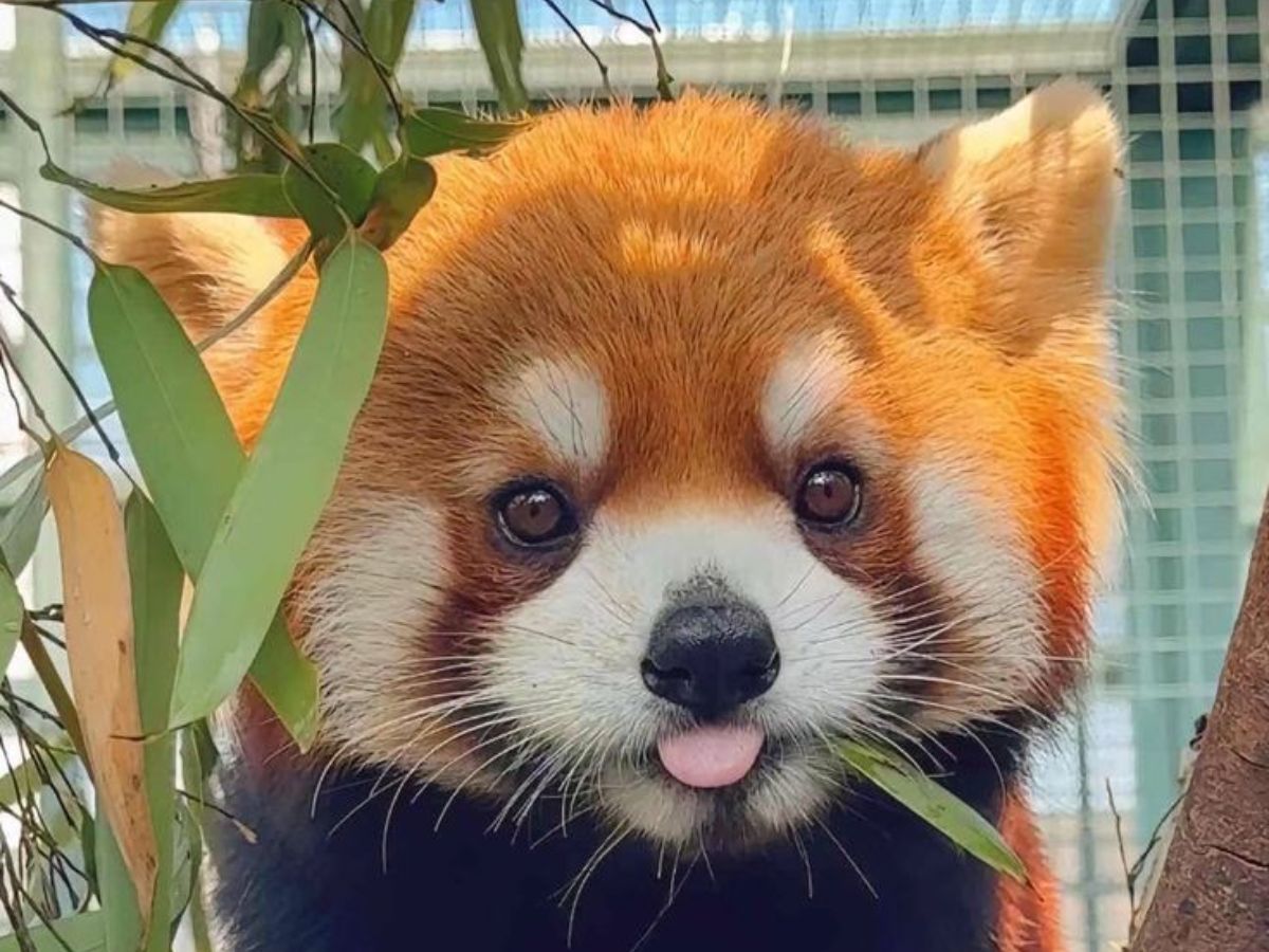 Red Panda