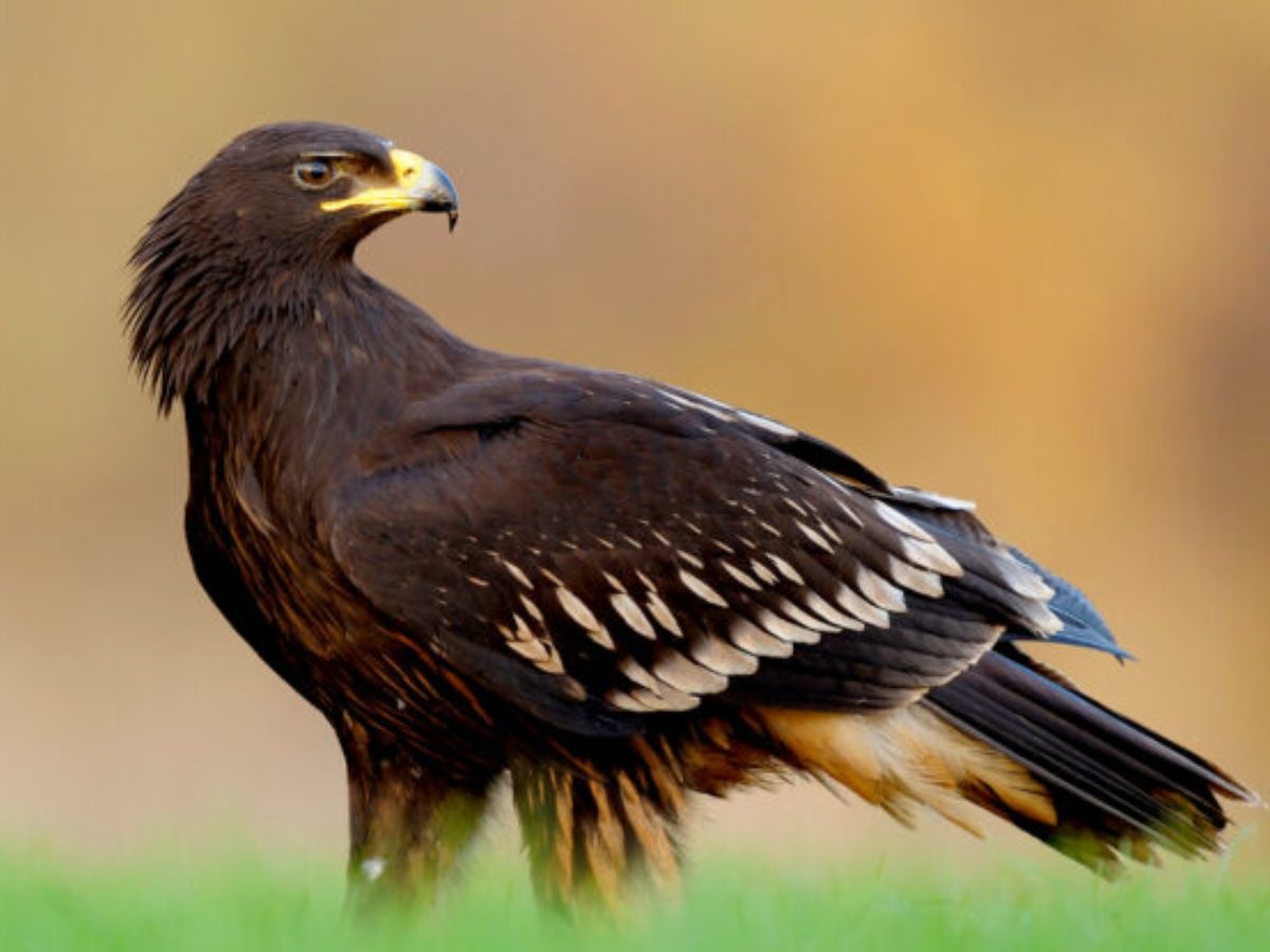 Greater Spotted Eagle