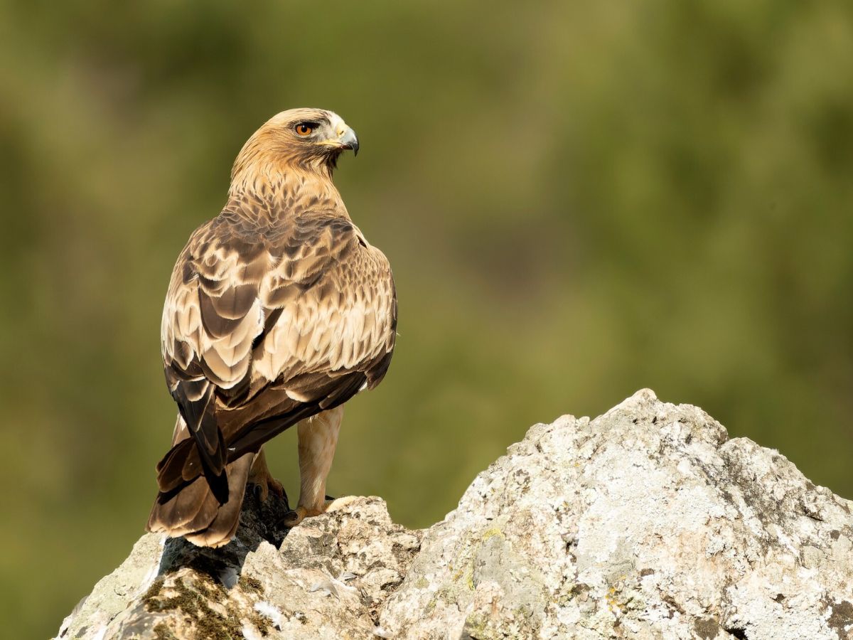 Booted Eagle
