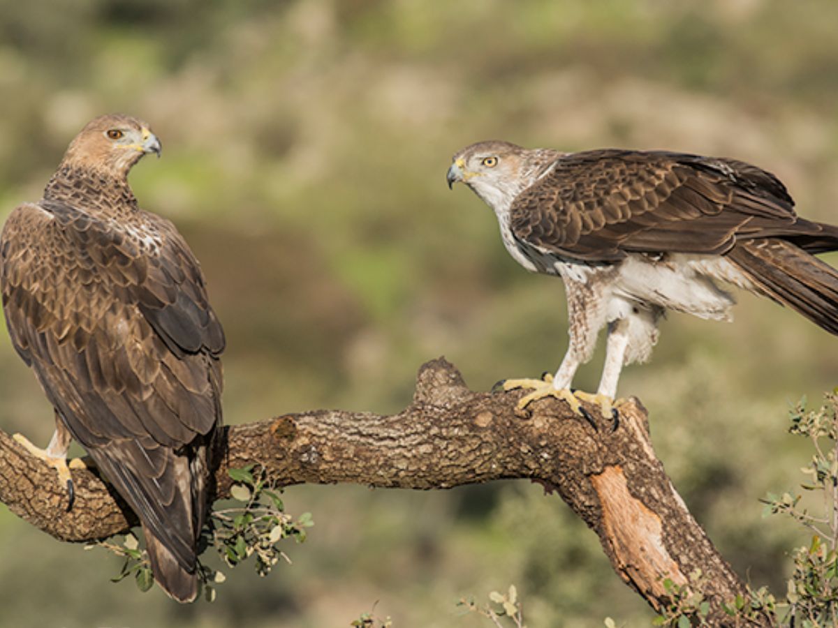 Bonelli's Eagle