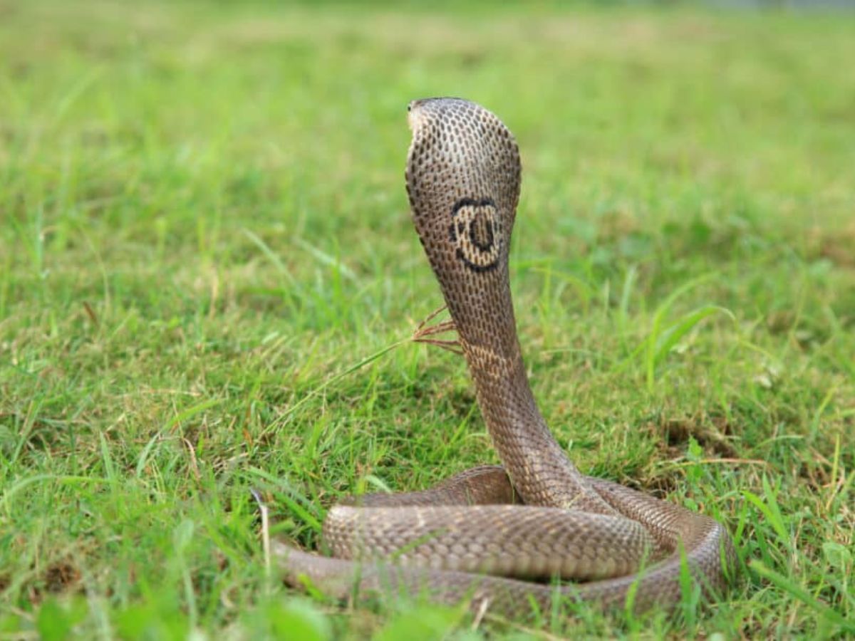 Indian Cobra