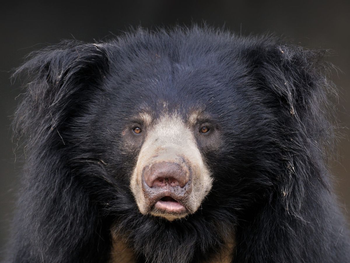 Sloth Bear